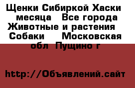 Щенки Сибиркой Хаски 2 месяца - Все города Животные и растения » Собаки   . Московская обл.,Пущино г.